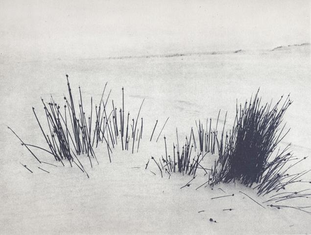 windswept-beach_5cm.jpg